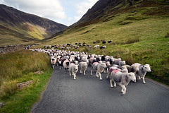 Honister Pass Sheep Gathering, Cumbria, September 2019