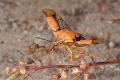 True Bugs in Flight - Heteroptera - fliegende Wanzen