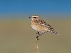 Whinchat  