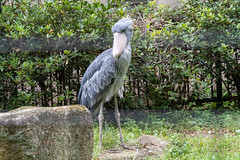Chiba Zoological Park Sep 2019