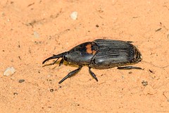 Brazil 2019 - Beetles
