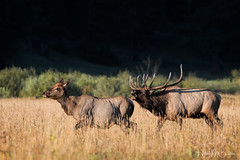 Elk Rut in Colorado 2019