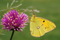 Papillons / Butterfly / Butterflies
