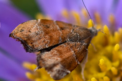Papillons nocturnes  -  Moths