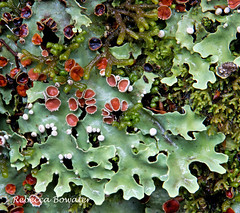 Lichens in NZ