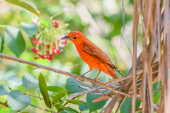 Passeriformes, Emberizidae, Cardinalidae - Buntings, Cardinals