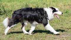 Hondenwandeling Brabantse Wal Noordpolder Ossendrecht MyMartin 15 september 2019