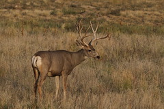 RMANWR Mule Deer 9/17/19