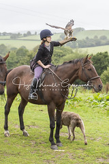 A day with Dartmoor Hawking