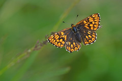 Butterflies - Riodinidae (pestrobarvci)