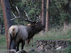 Foothills Elk 9/21/19