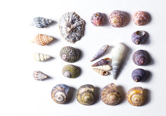 Shells (& other beach treasure)