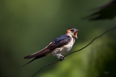 Andorinhas (Swallows)