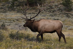 RMNP Elk 9/23/19 and 9/24/19