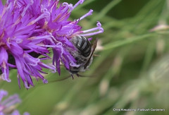Melissodes denticulatus, denticulate long-horned bee