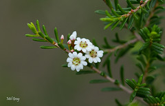 Australian flowers