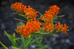 Wildflowers - Butterfly Weed