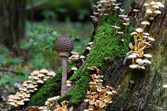Mushroom In Forest Bedding