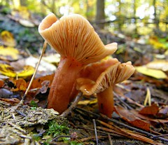 Mushrooms and fungi