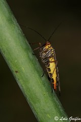 Mecoptera