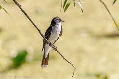 BIRDS - Eastern Kingbird