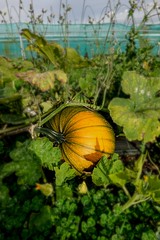 in search of scottish pumpkins 2019