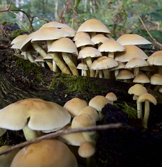 Mushroom hunting Autumn 2019 