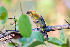 Passeriformes, Pipridae - Manakins