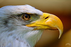 Bald Eagle favs