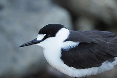 Birds of Lord Howe Island