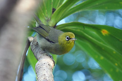 Birds of Norfolk Island