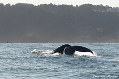 Whale Watch Tour to Farallon Islands