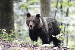 Slovenian Bears