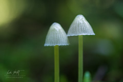 Pilze/mushroom/funghi