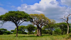 Tanzania: Tarangire