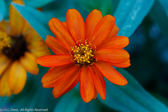 Wildflowers - Orange