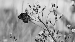 Nature in Black and White