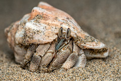 Crustaceans (Crustacea)