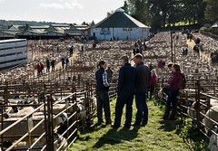 Lazonby Auction Mart, Cumbria - Alston Moor Sale of 17,055 Mule Gimmer Lambs, October 2019