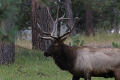 Genesee Elk 9/27/19