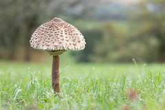 Pilze Mushrooms