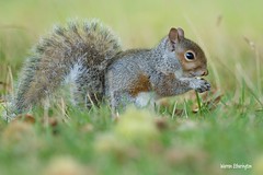 Grey Squirrel & Small Mammals