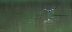 Random Birds At The Pond
