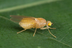 Chyromyidae