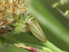 Leafhoppers  & Treehoppers - Membracoidea