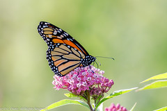 BUTTERFLIES - Monarch