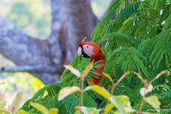 Wild Macaw - Costa Rica 2019