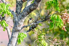Galbuliformes - Jacamars and Puffbirds