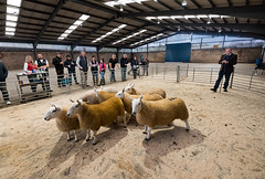 Clitheroe Auction Mart: Show and Sale of Derbyshire Gritstone  and Cheviot Sheep, October 2019