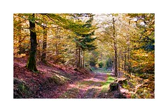 La forêt alsacienne en automne